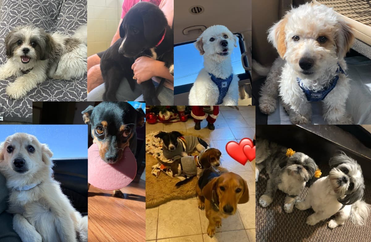 UTEPStudentsForAnimals