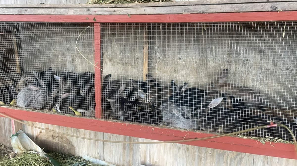 CareFor33RescuedRabbits