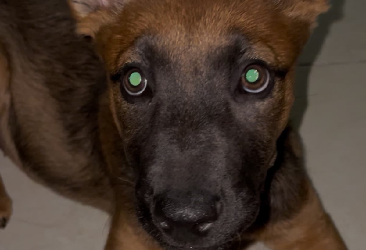 PuppySpayAndVaccines