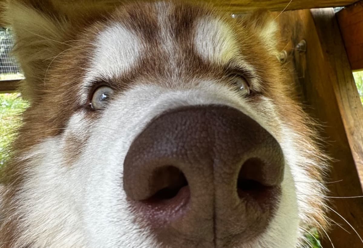 SolTheRescueDogsTraining