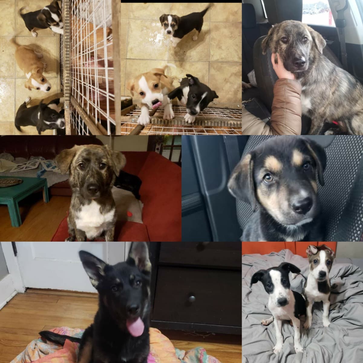 HelplessDogs