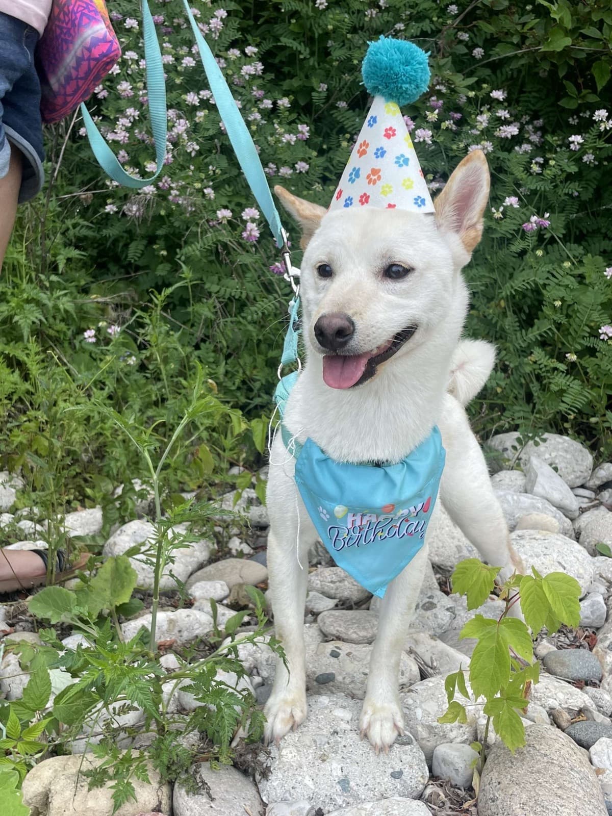 AOneYearOldShibaInuWho