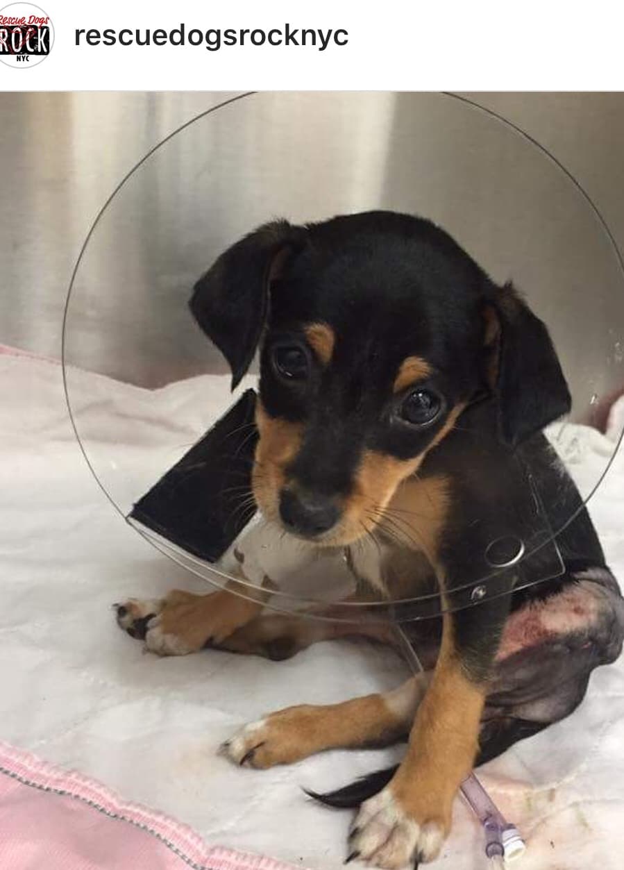 RescueDogsRockNYC