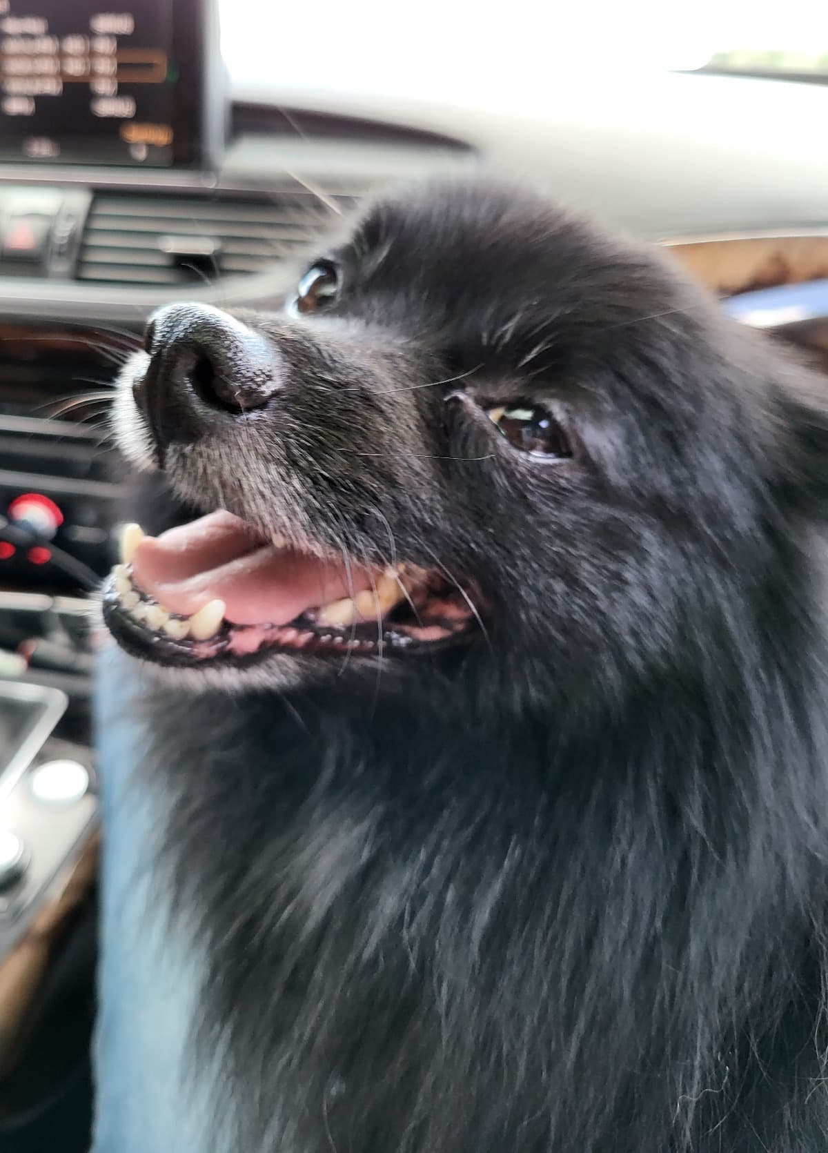 ADogNamedChuckNorris