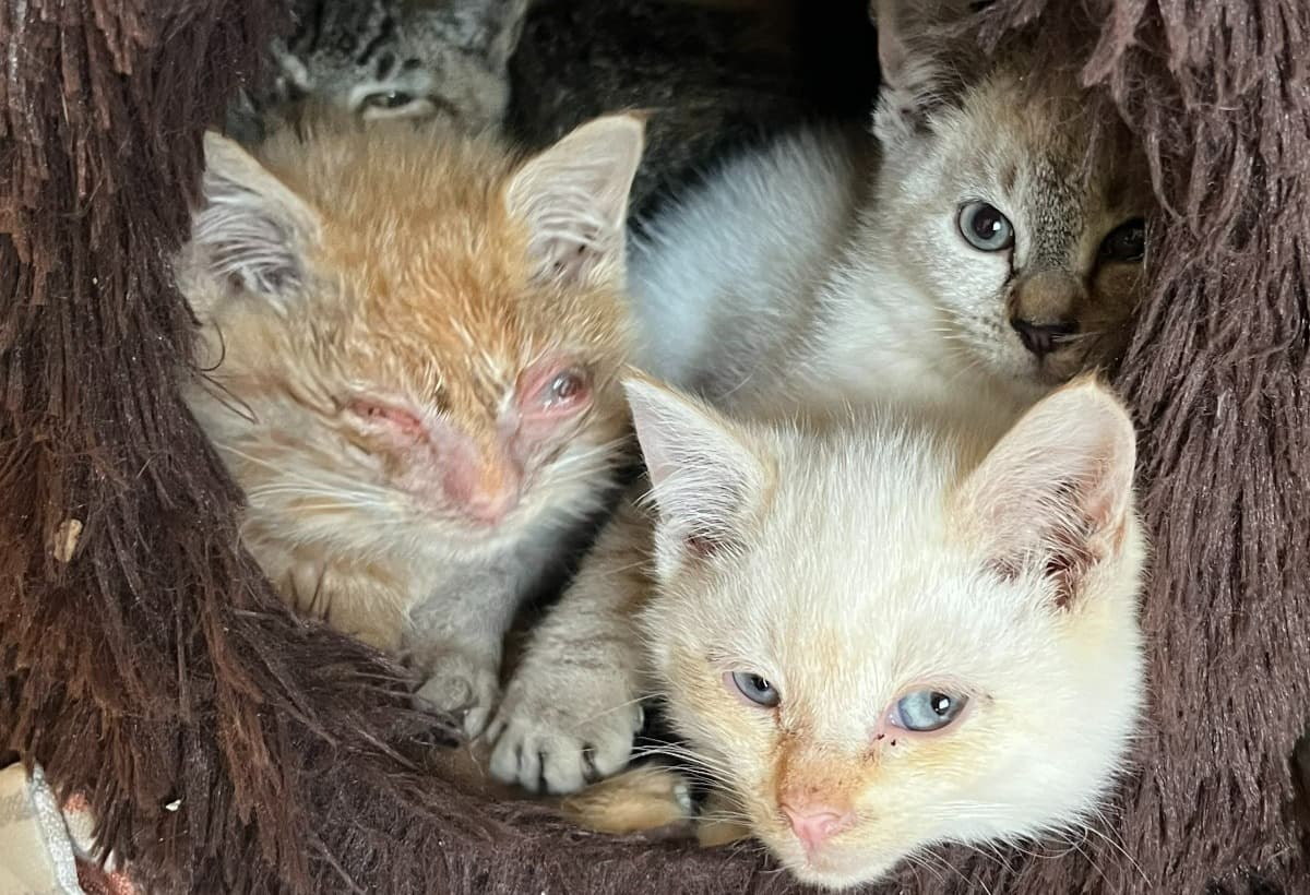 PleaseHelpSickFeralKittens