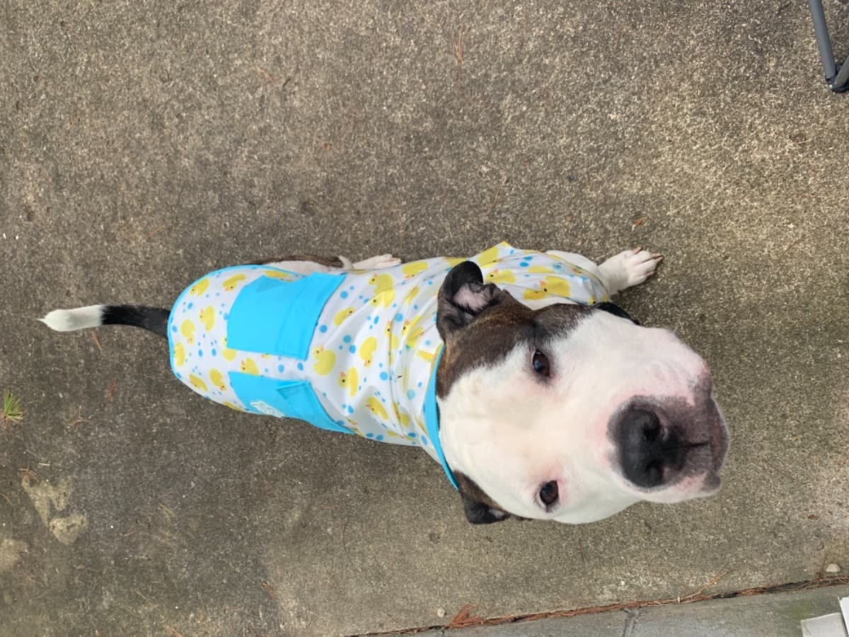EmergencyForRocco