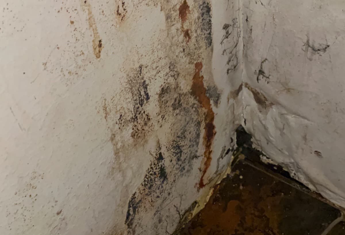 FixingBlackMoldIssue