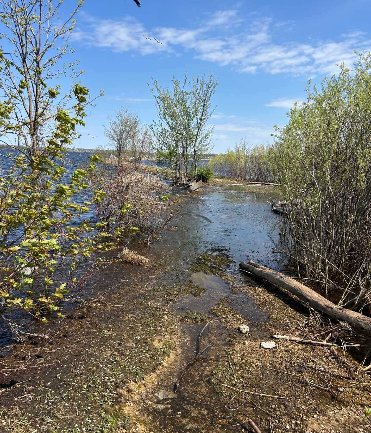 Save Terrell Island Trail: Restore & Preserve