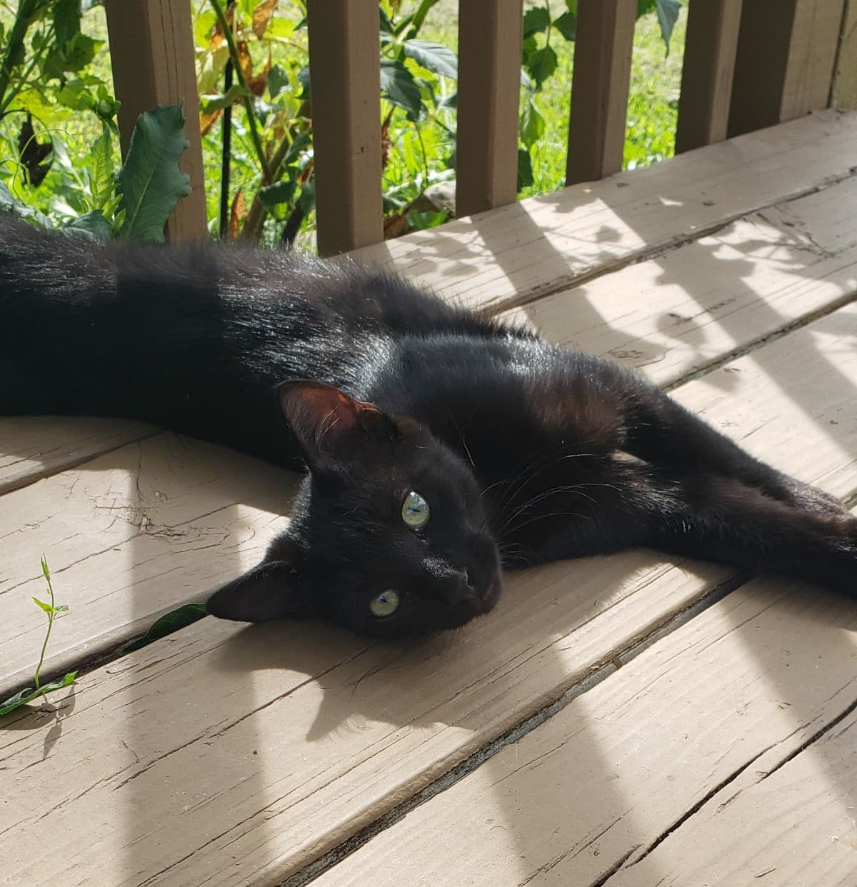 SpayAndNeuterTheNeighborhood