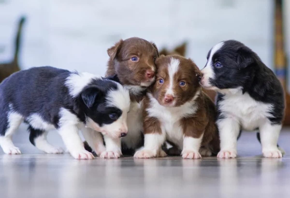 IReallyReallyWantAPuppy