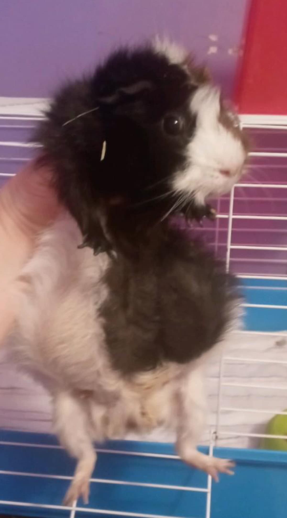 SweetGuineaPigNeedsVetCare