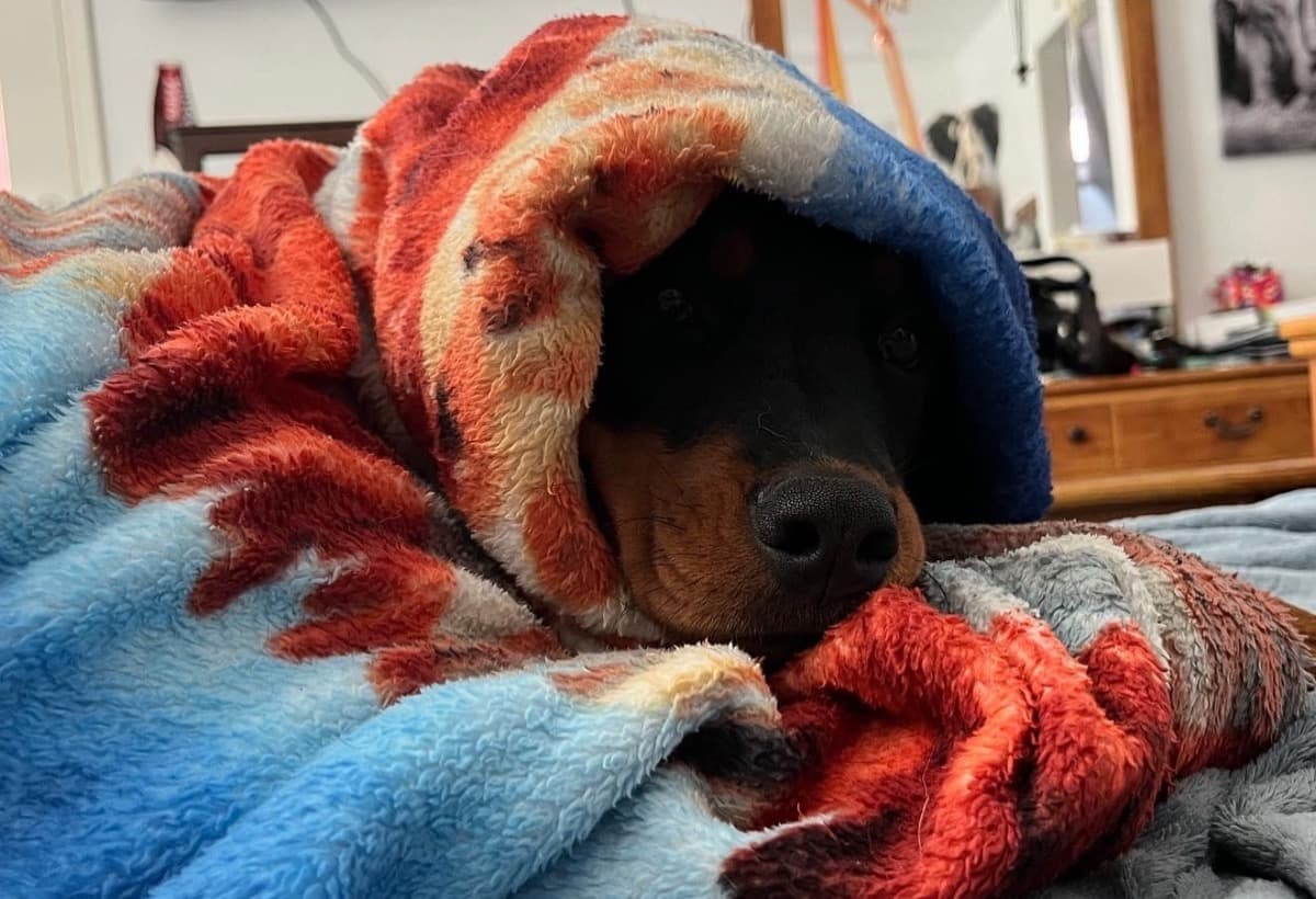 WillowNeedsHipSurgery