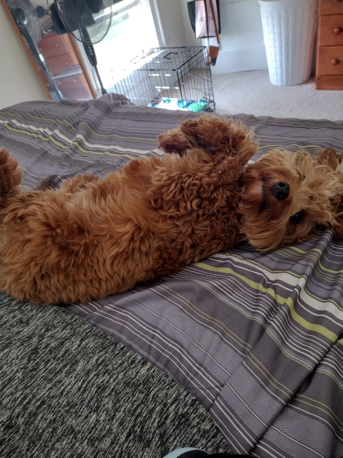 SurgeryForMinnieMouse