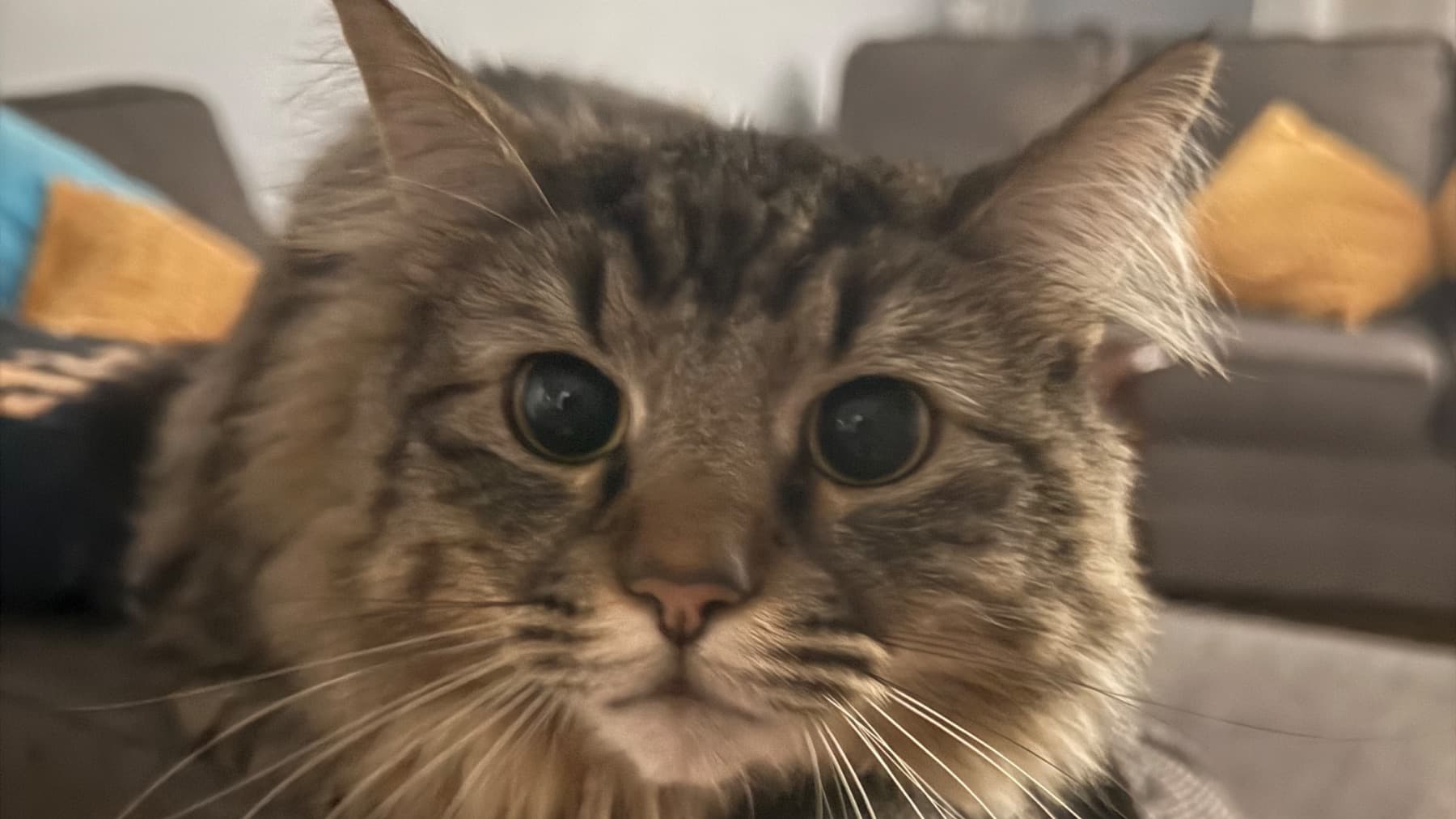 CatsSurgery