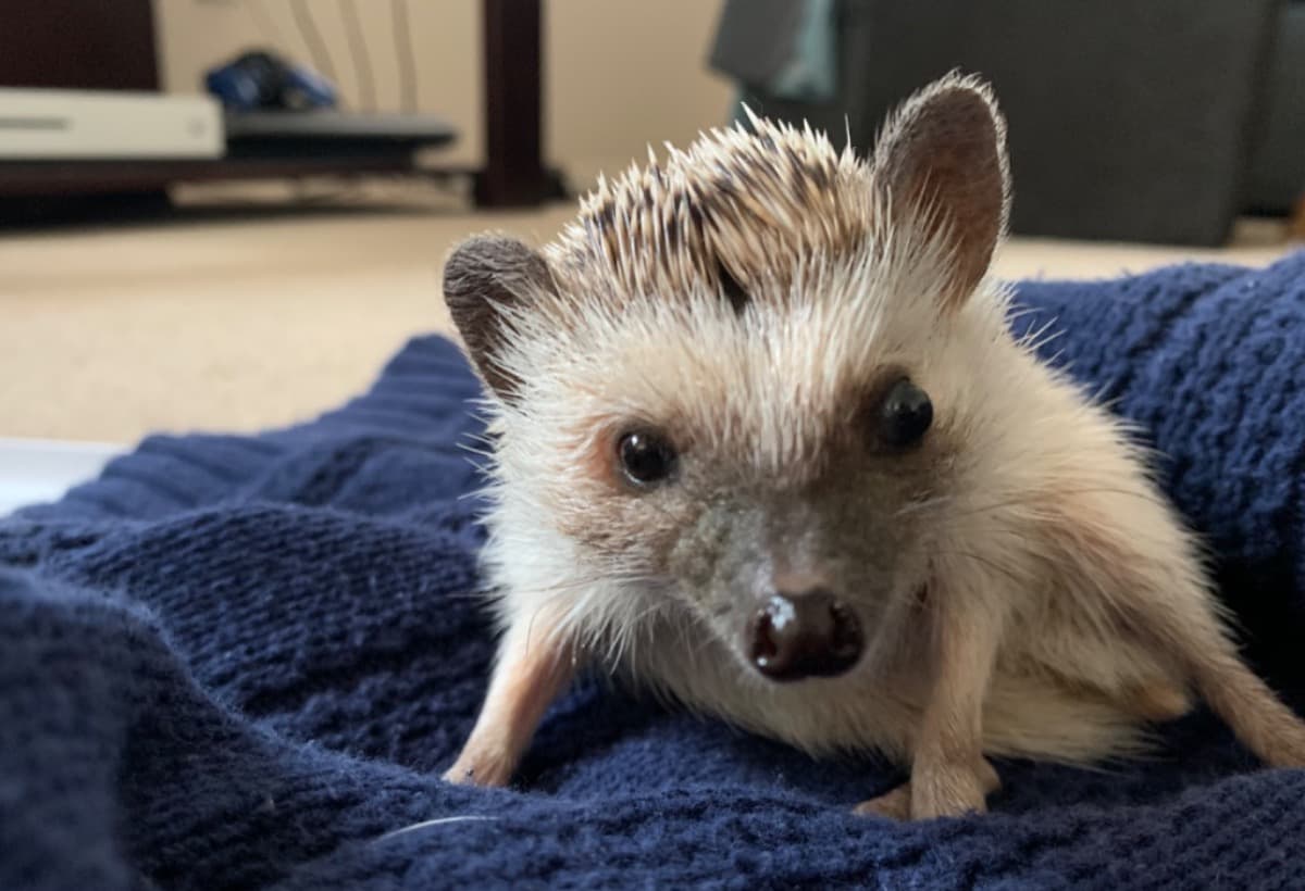 GuppysTumorRemovalProcedure