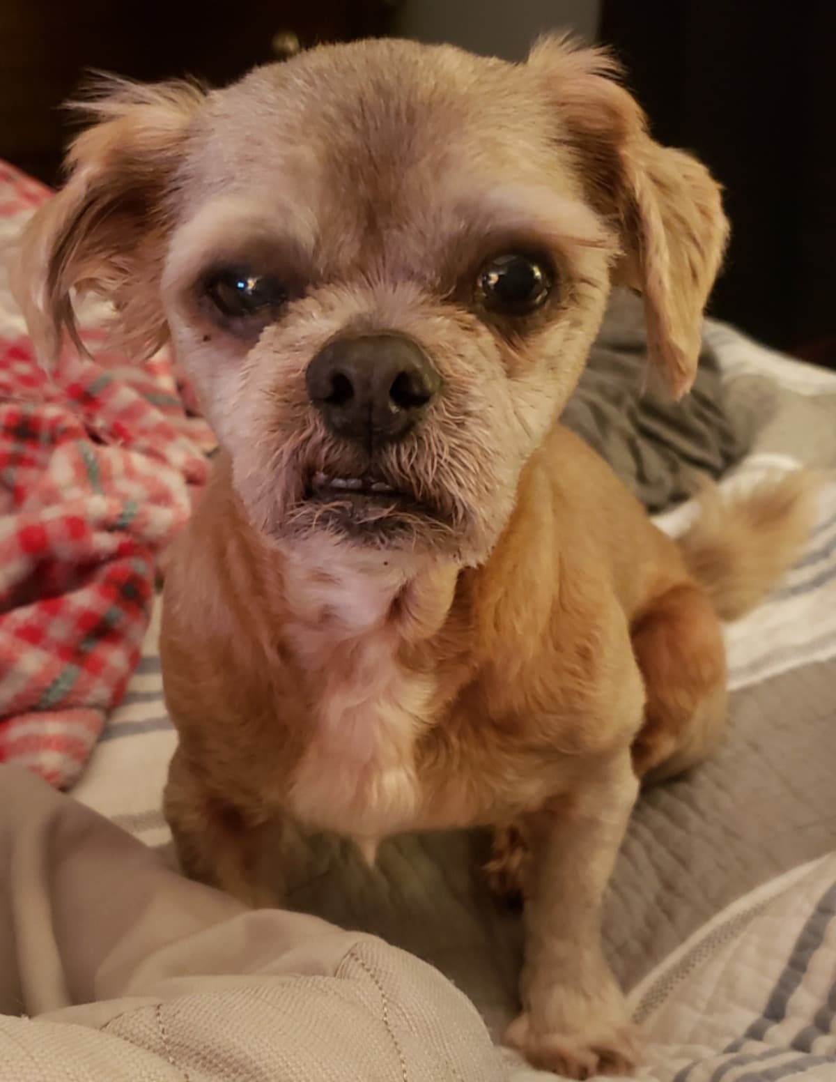 INeedHelpSavingBerndog