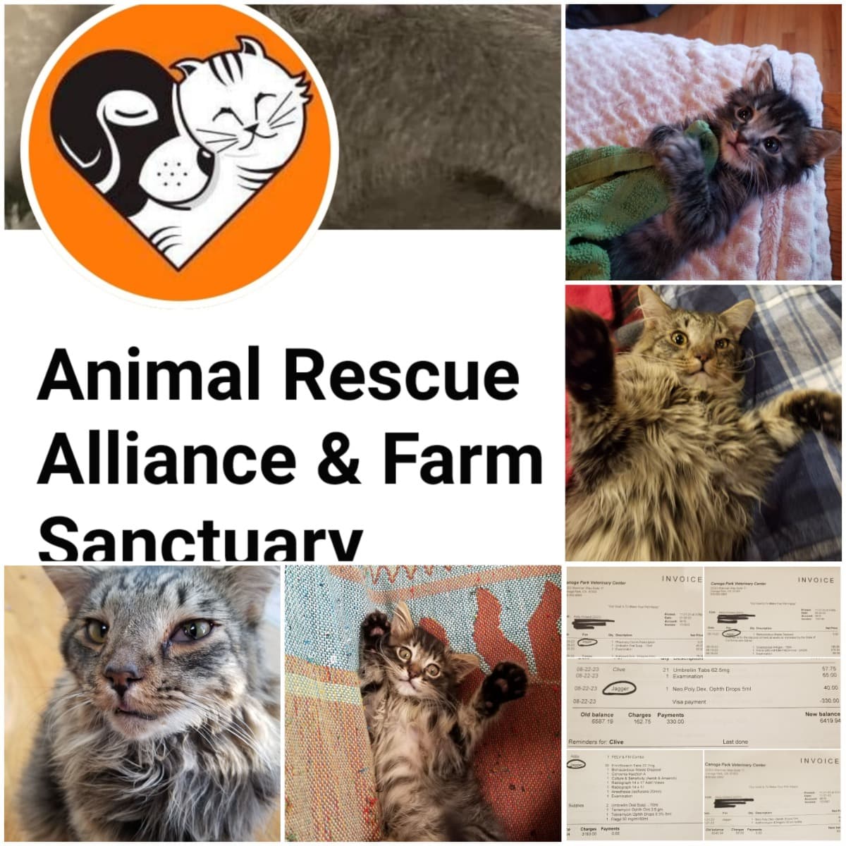 JaggerTheRescueKitten