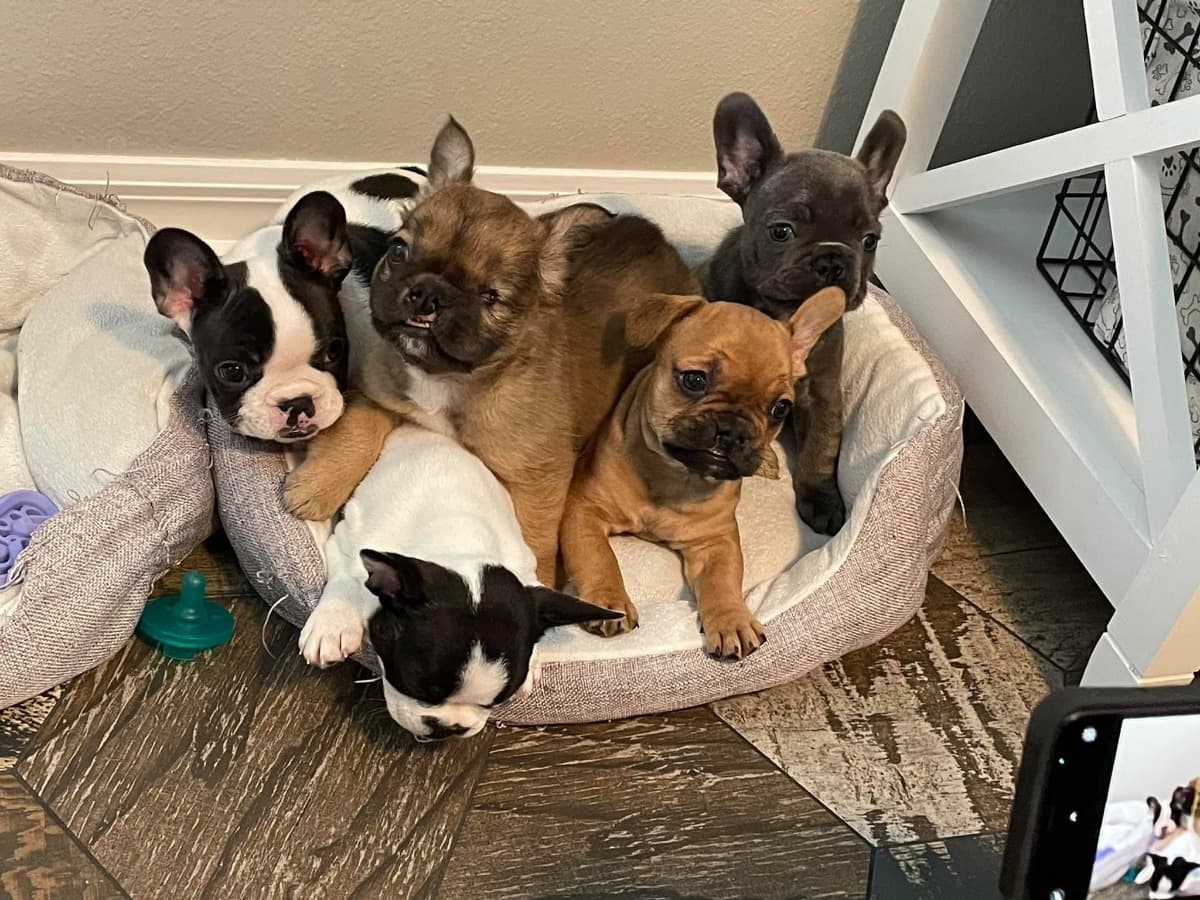 DonateToAchyBrachyClefties