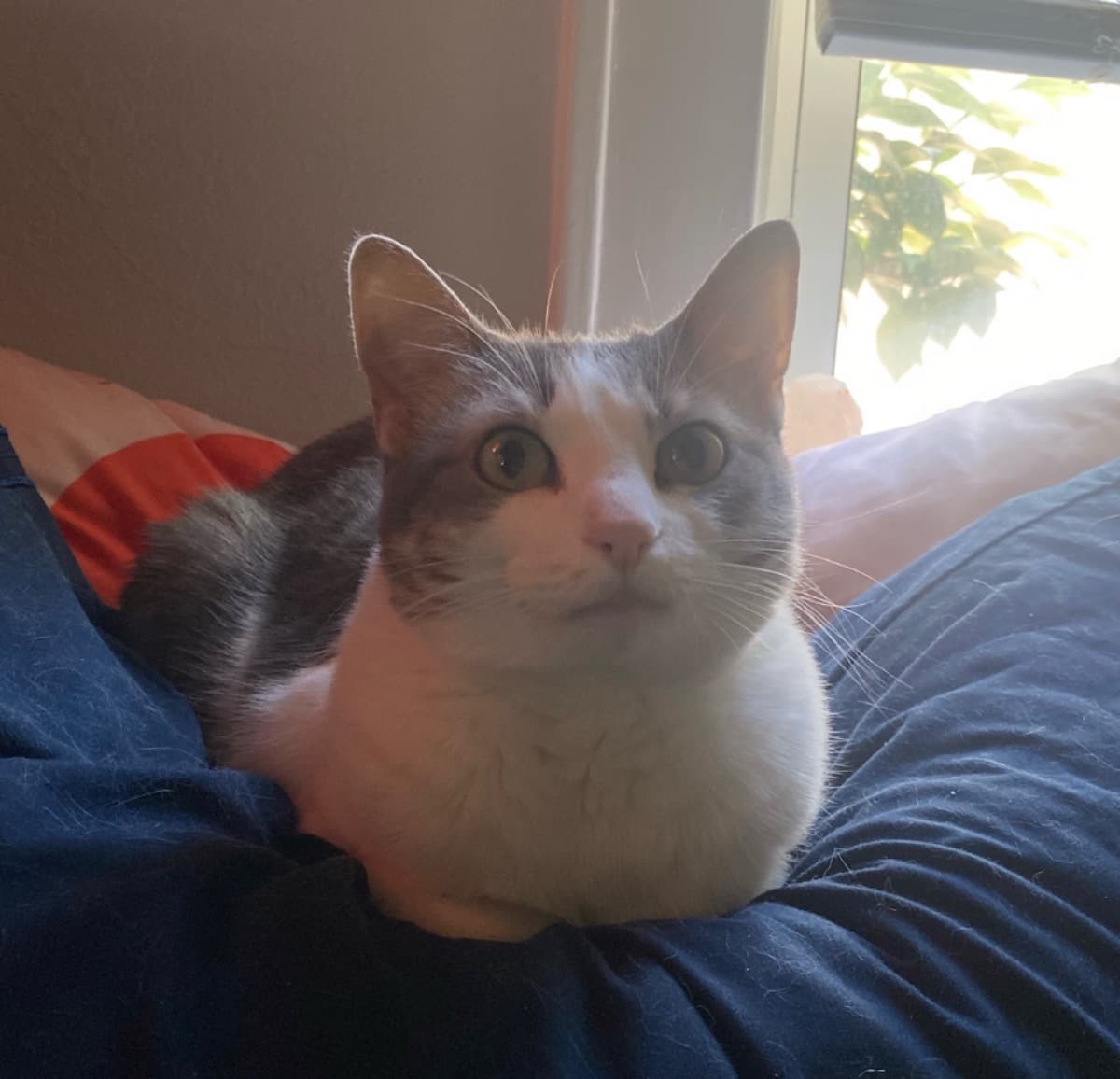 PetLossCosts