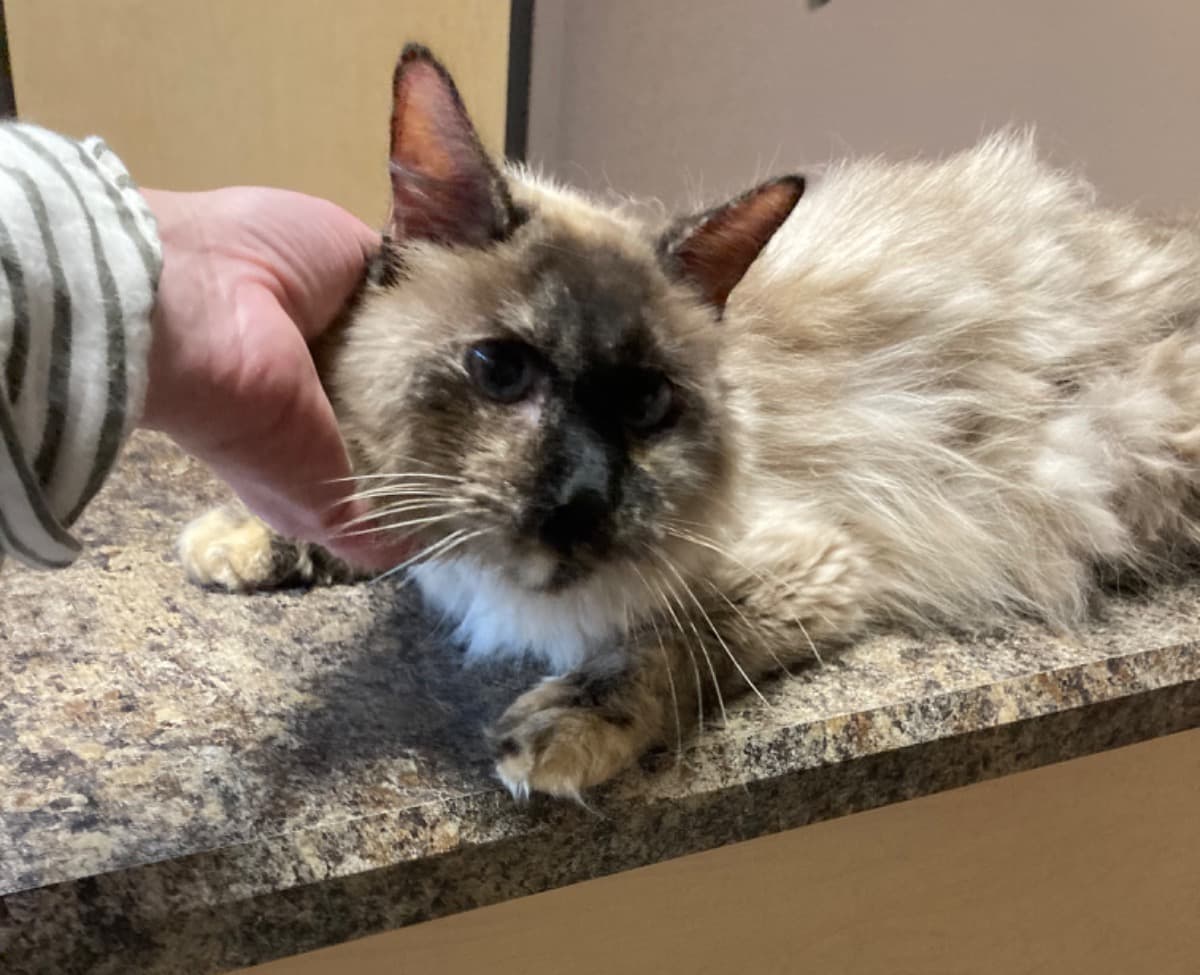 CatRescueMedicalFundraiser