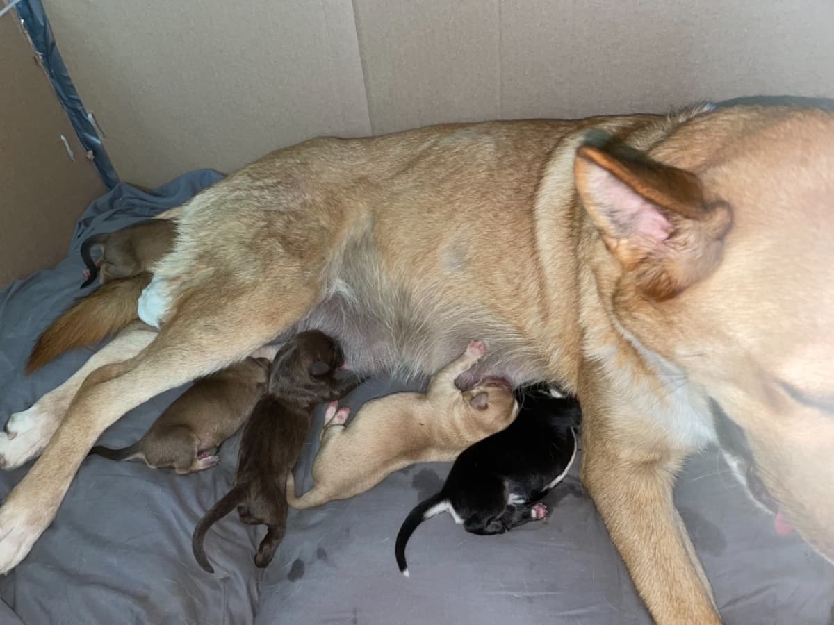 MollyAndHerBabies
