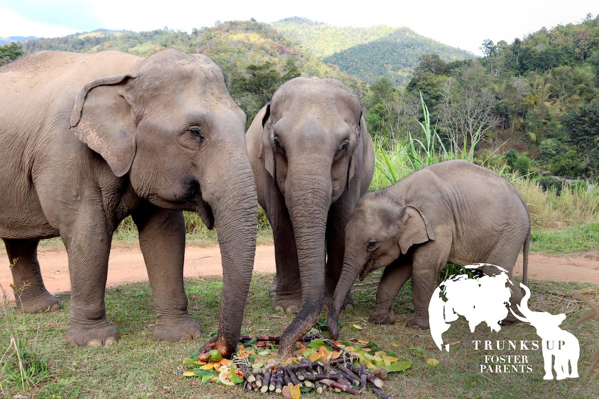 KarenElephantSerenity