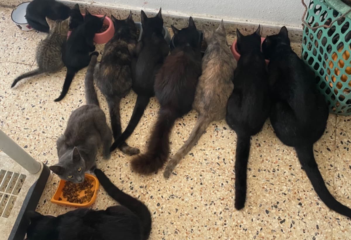 EsterilizacionDeGatitos