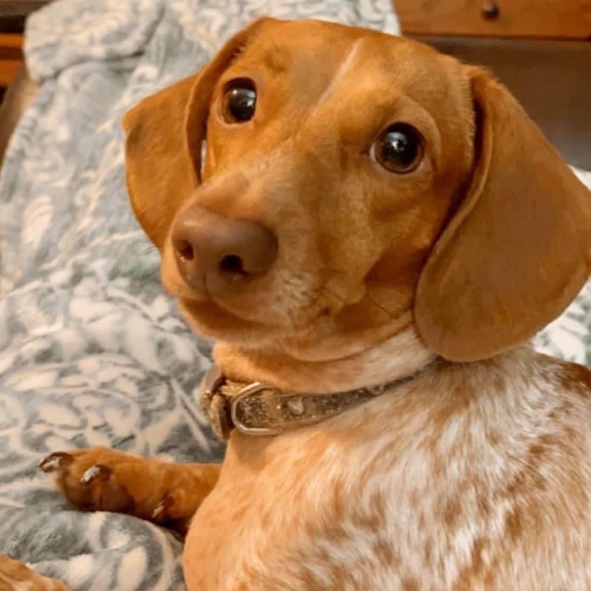 LoveForLucyLouDachshund