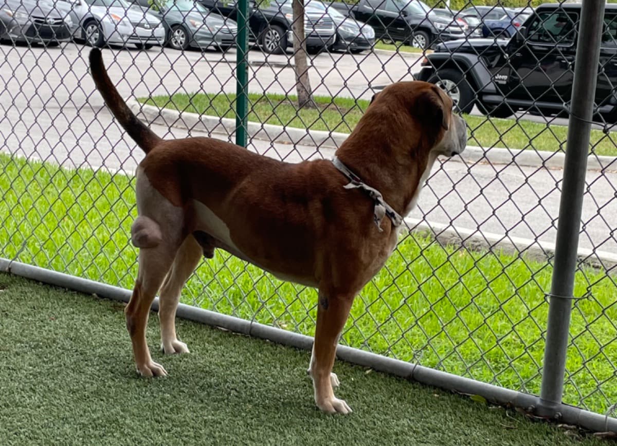 FightingCanineCancer4Abu