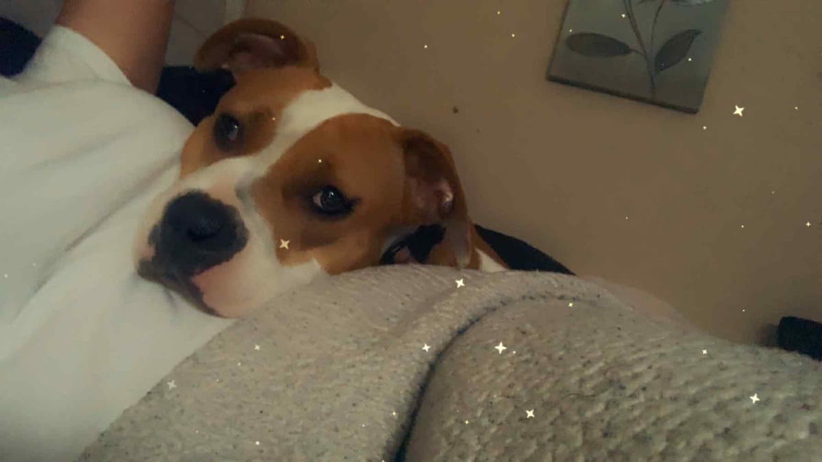 ChanelMyDaughterDog