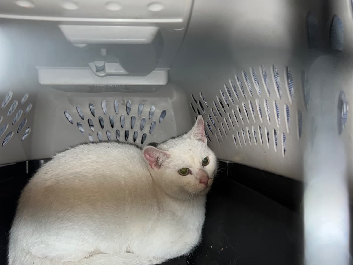 CatAndKittenRescue