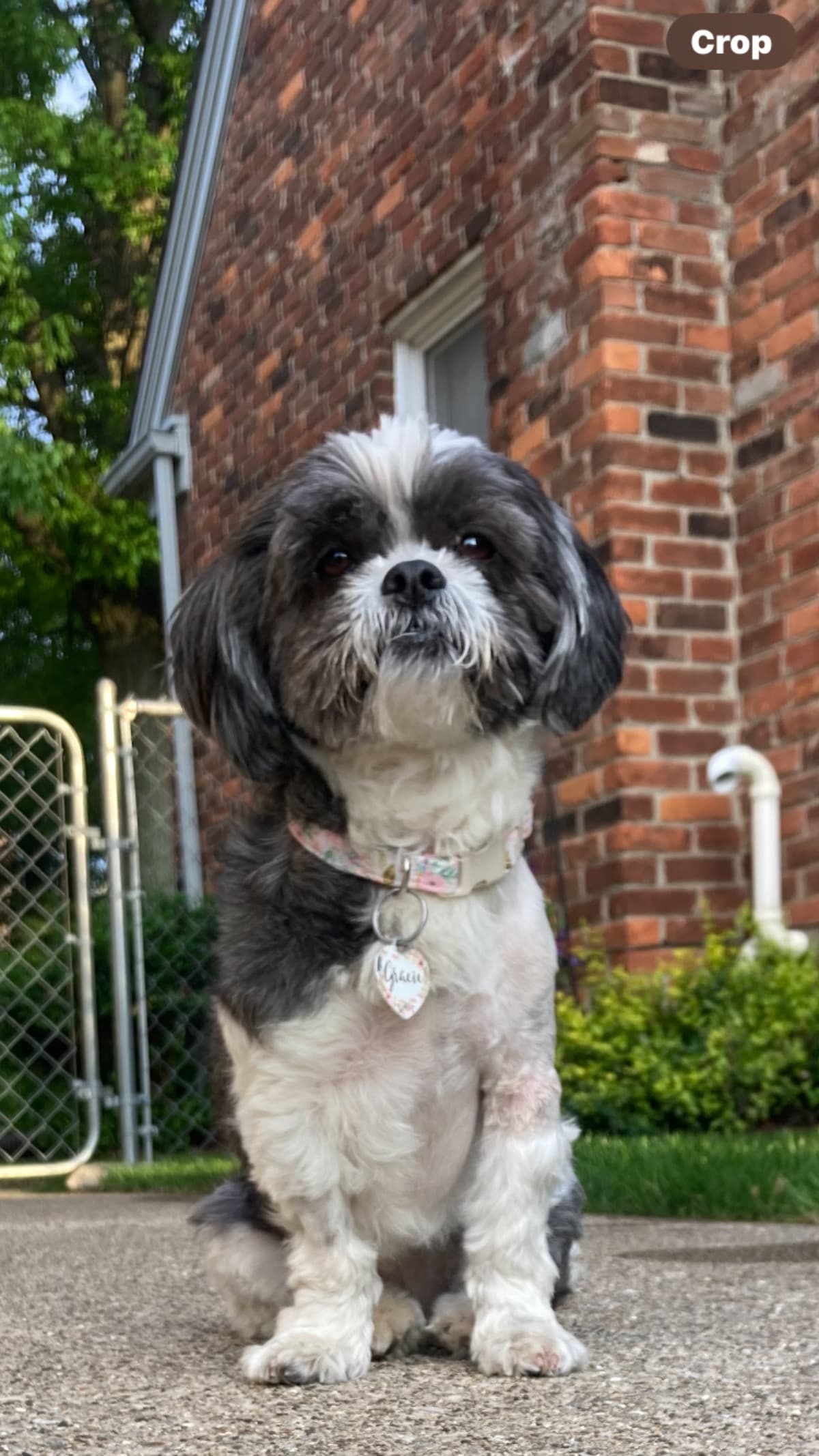 HelpGracieWithCancerSurgery