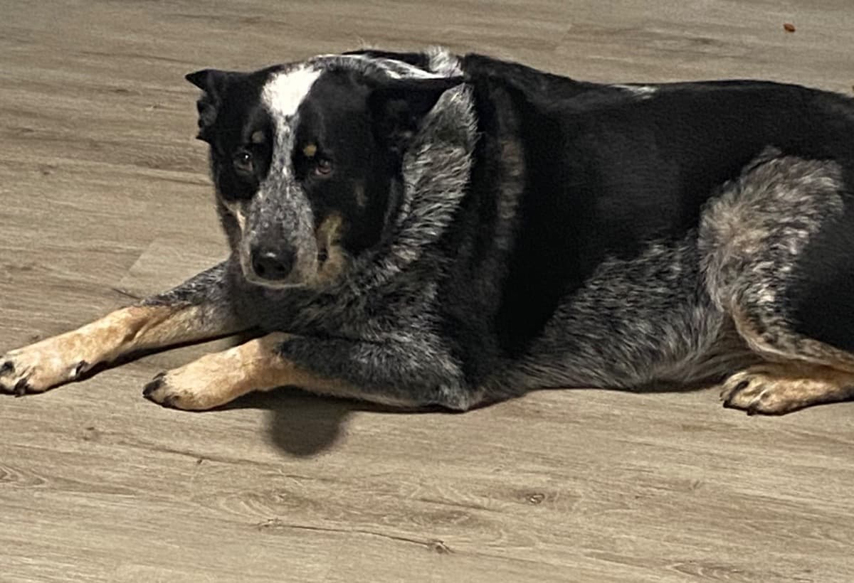 SurgeryForSurgeryForRoxie