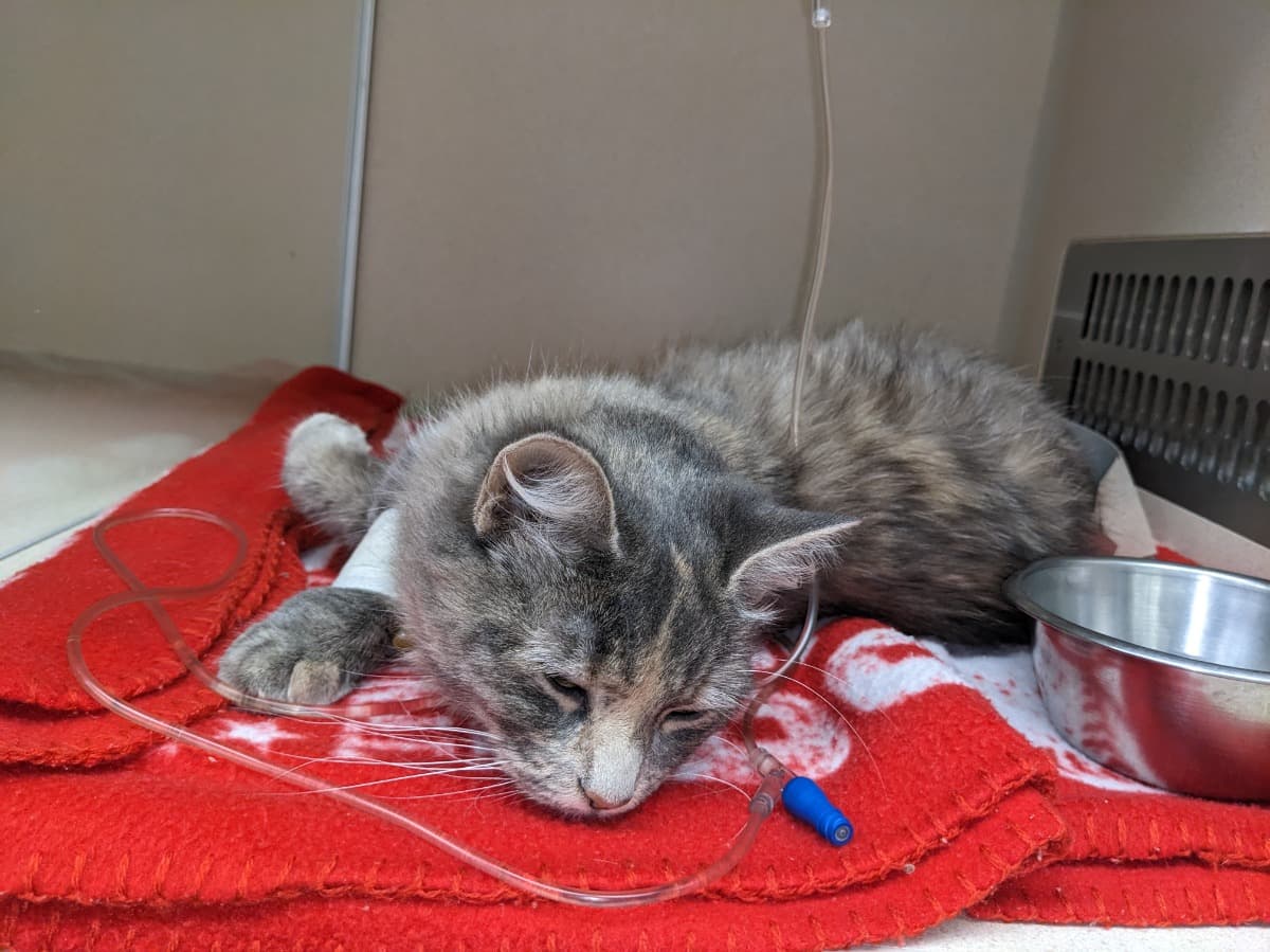 FreyjaFriskyWhiskerBiscuits