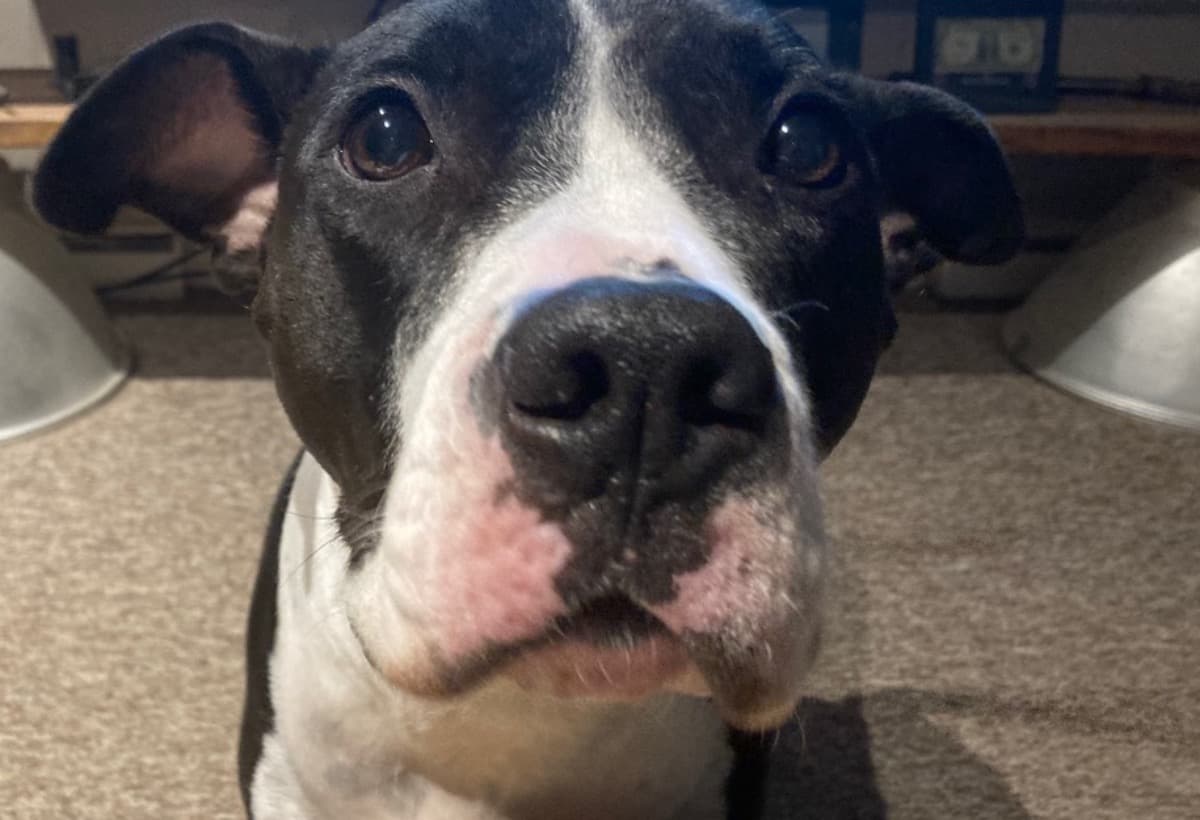 MooseThePitbullNeedsHelp