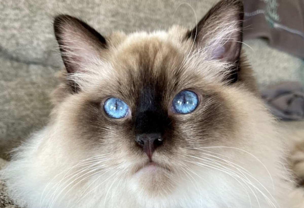 HelpSaveCharlieTheCat