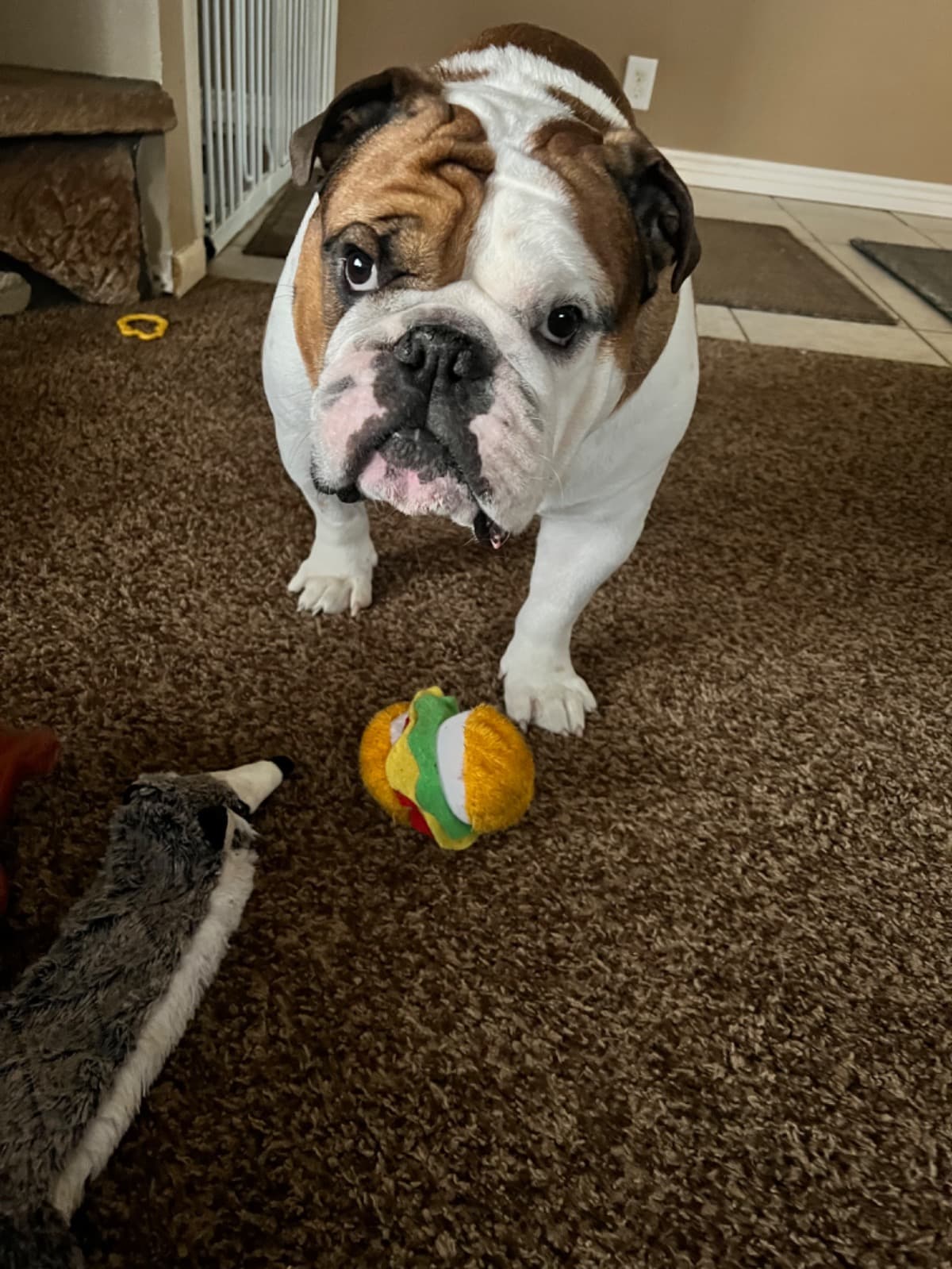 JesterTheBulldogMedicalFund