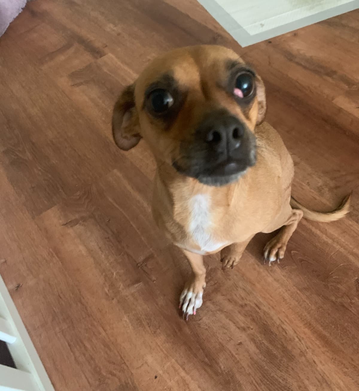 MyDogNeedSurgeryForAHeart