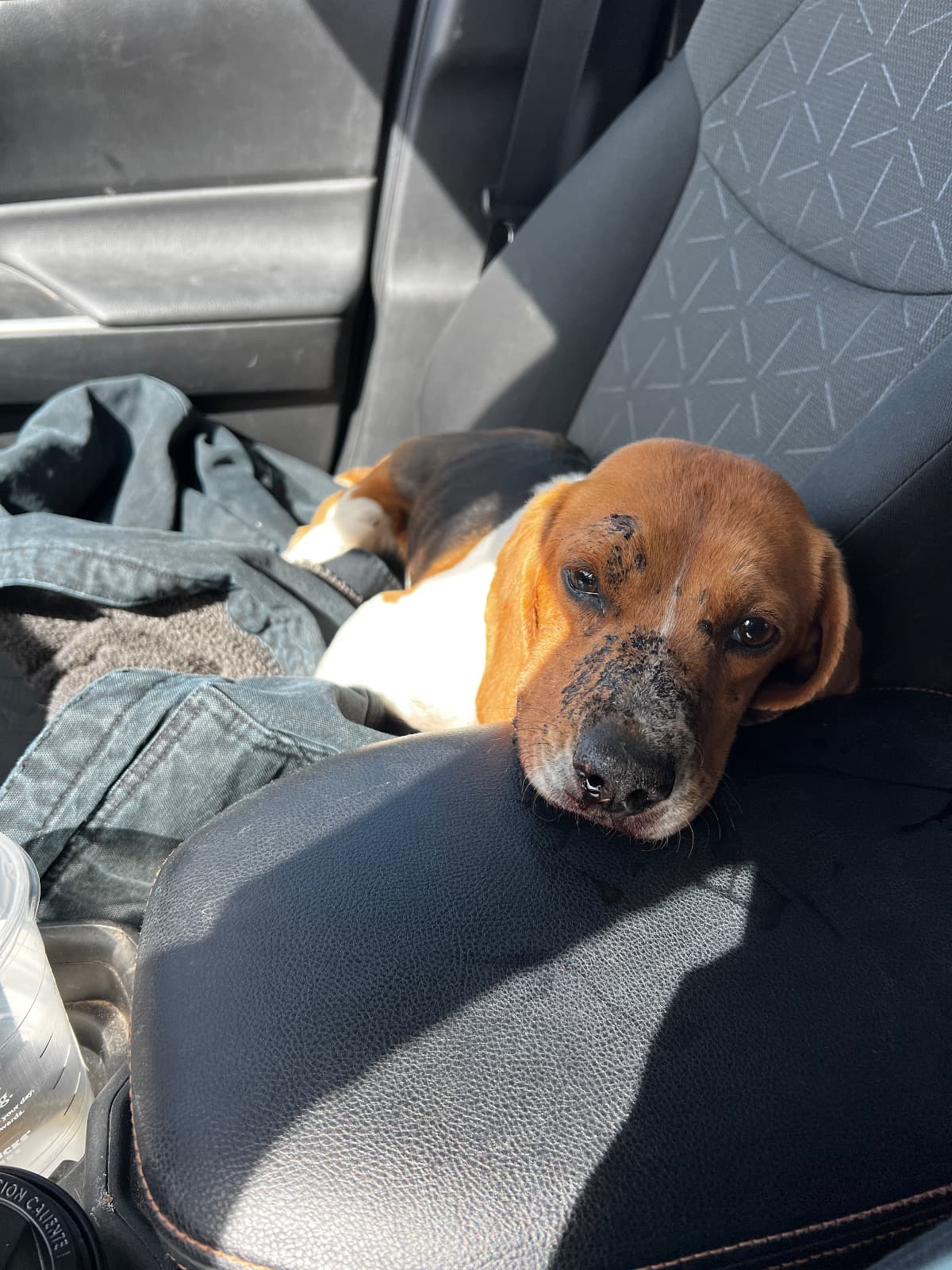 HelpAShotStrayGetHerLifeBack