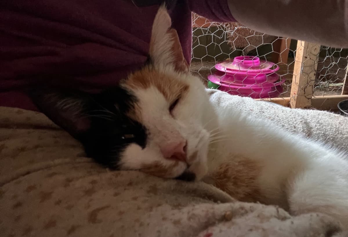 HelpTheIslandOfMisfitAnimals