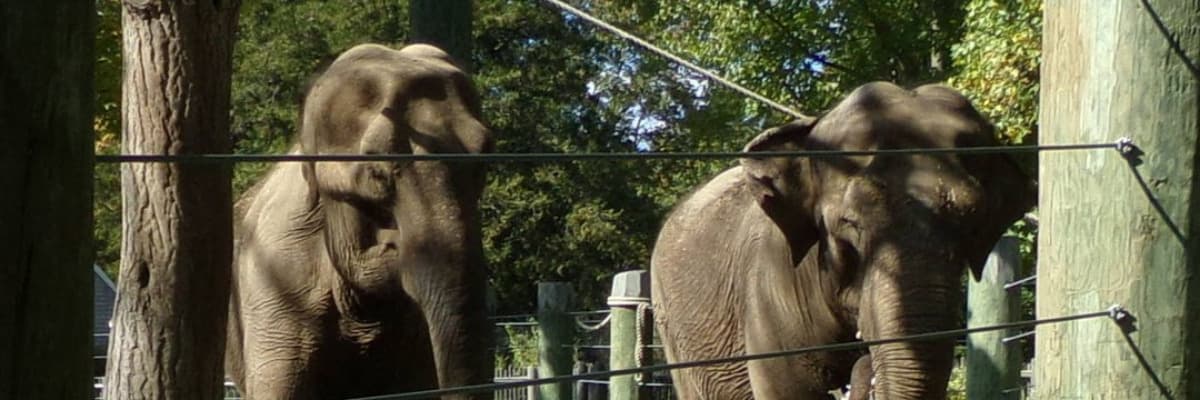 ConsultantDepositionCosts