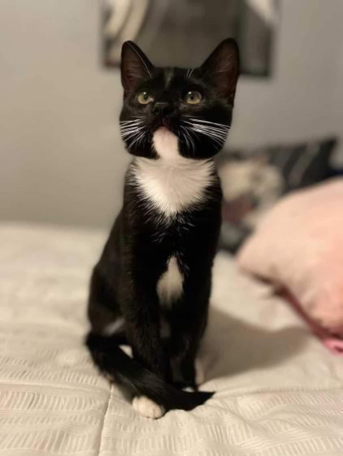 PLEASEHELPNIKOSBROKENLEG