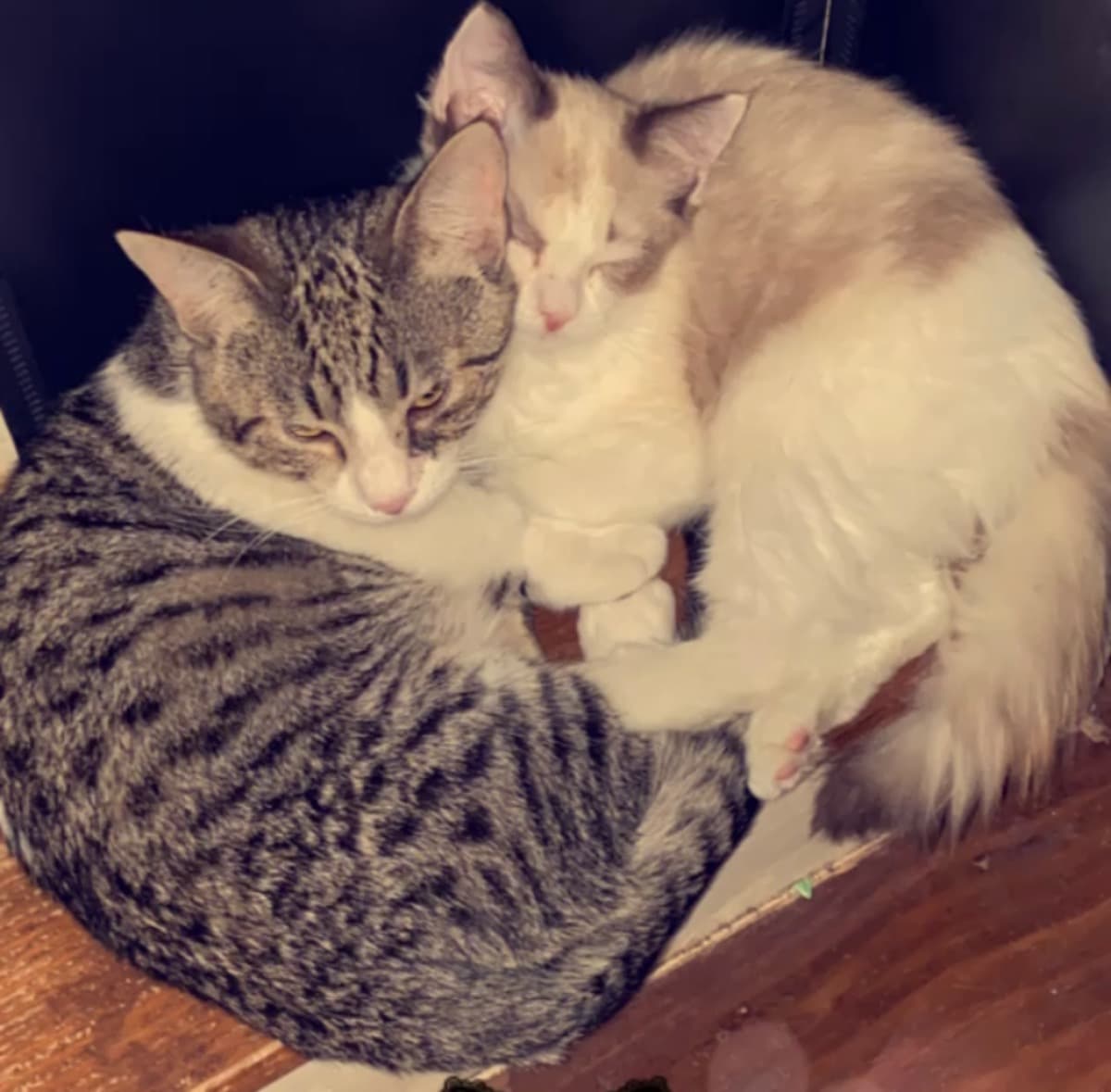 CareForKittenMillRescues