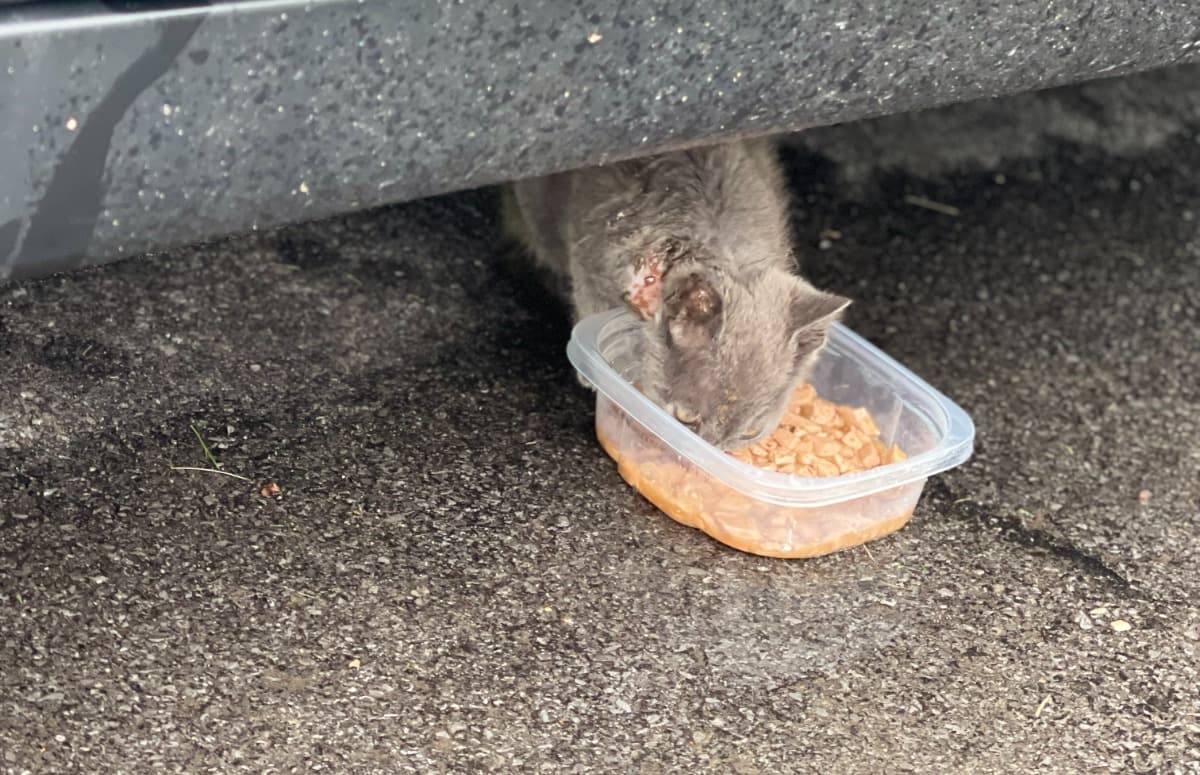 StrayKittenAnimalAttack