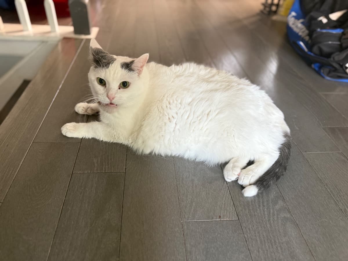 KissyVeterinaryExpenses