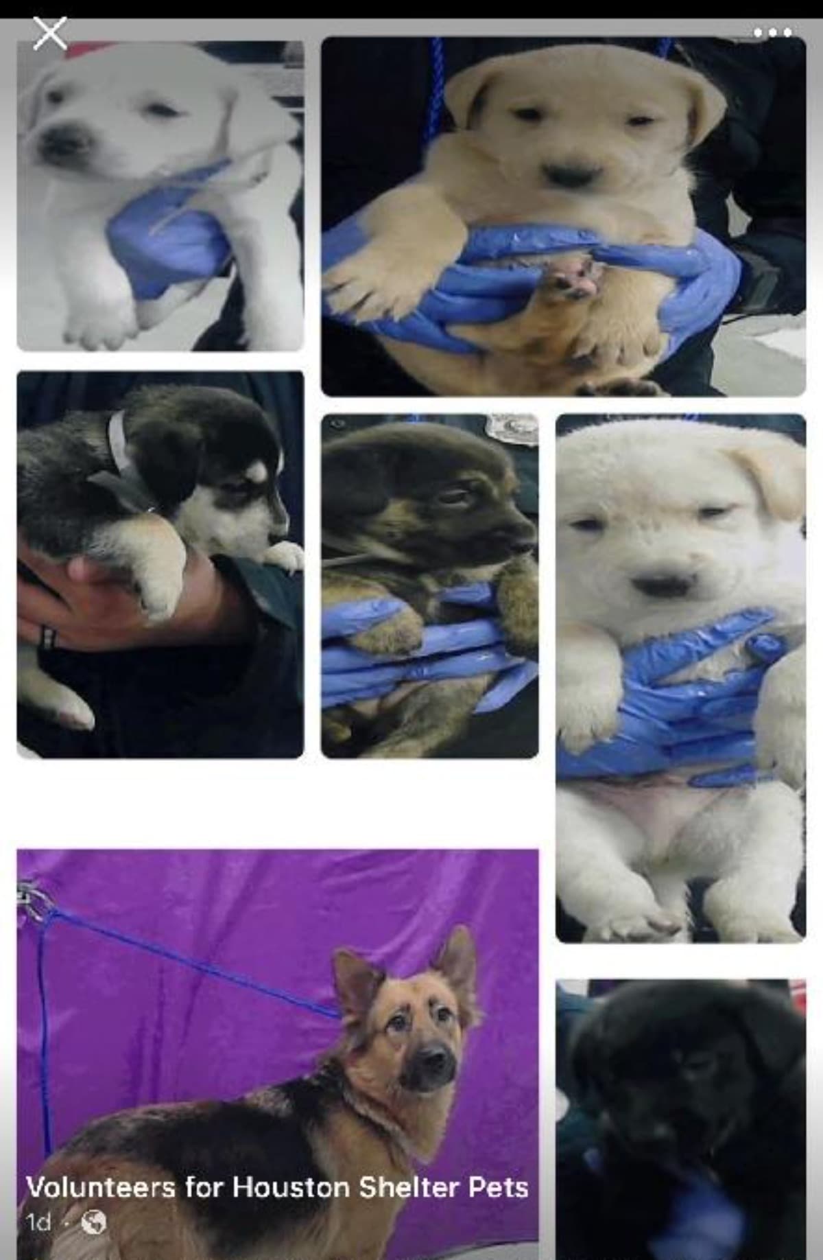 HelpLunaAndHerPuppies