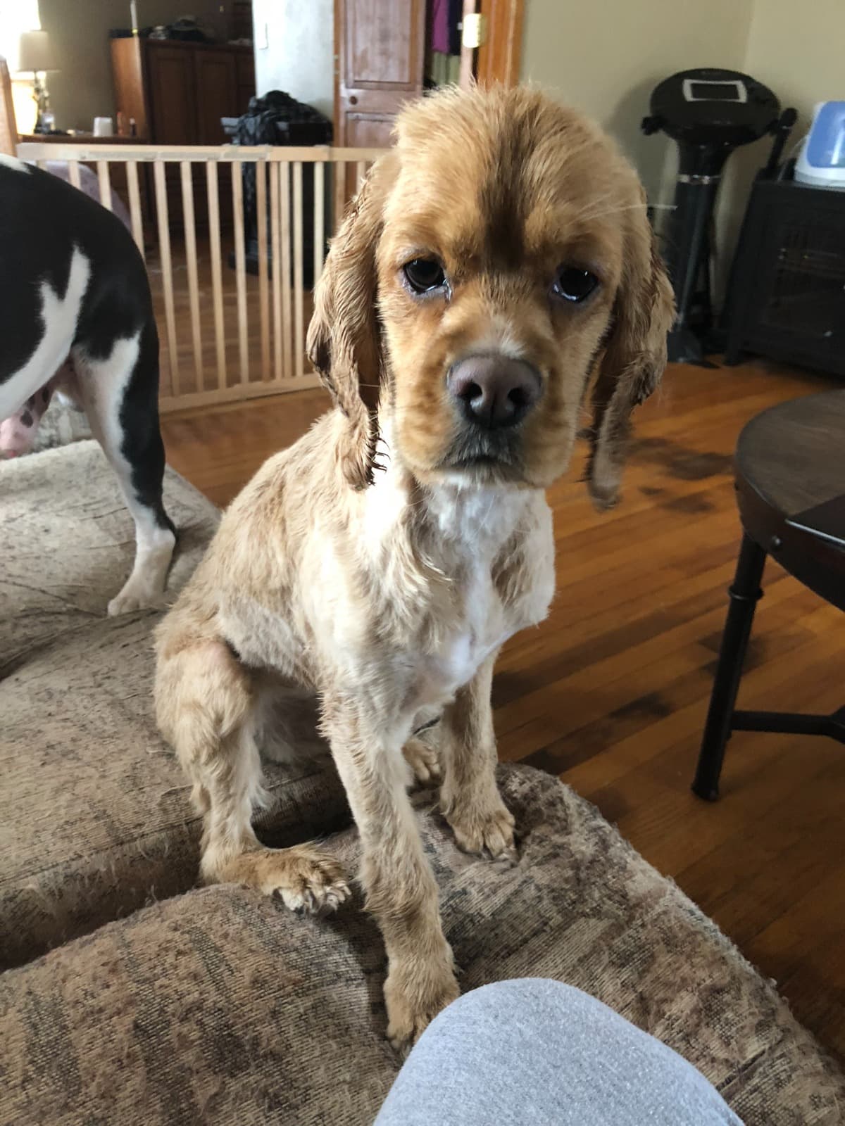 TherapyDogNeedSurgery