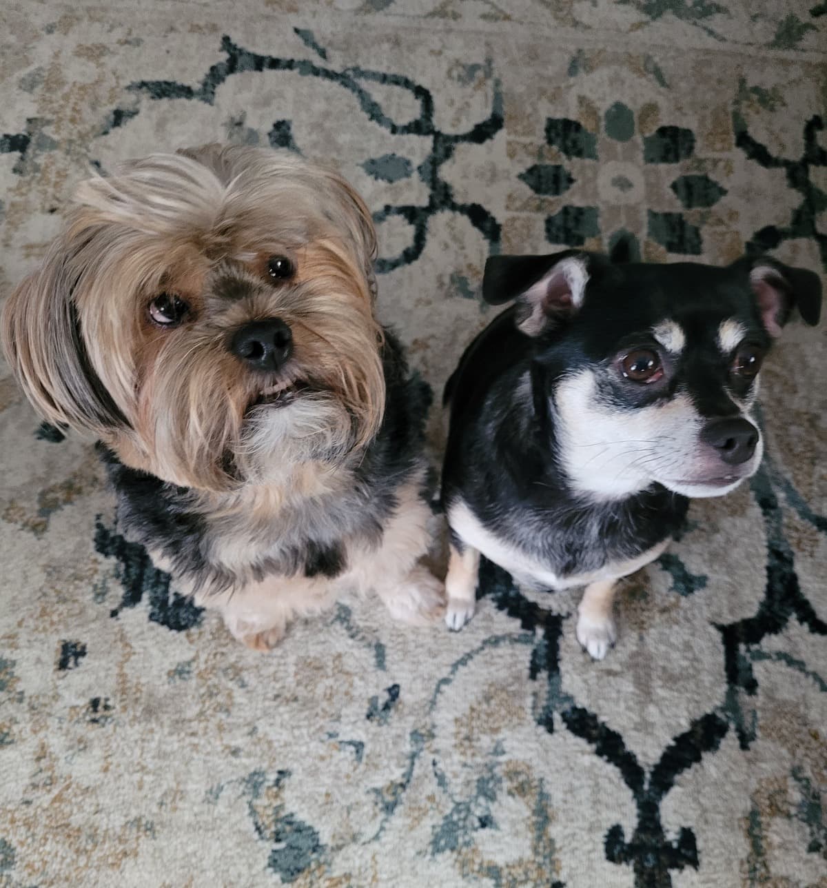 GiveLillyTheHopeSheNeeds