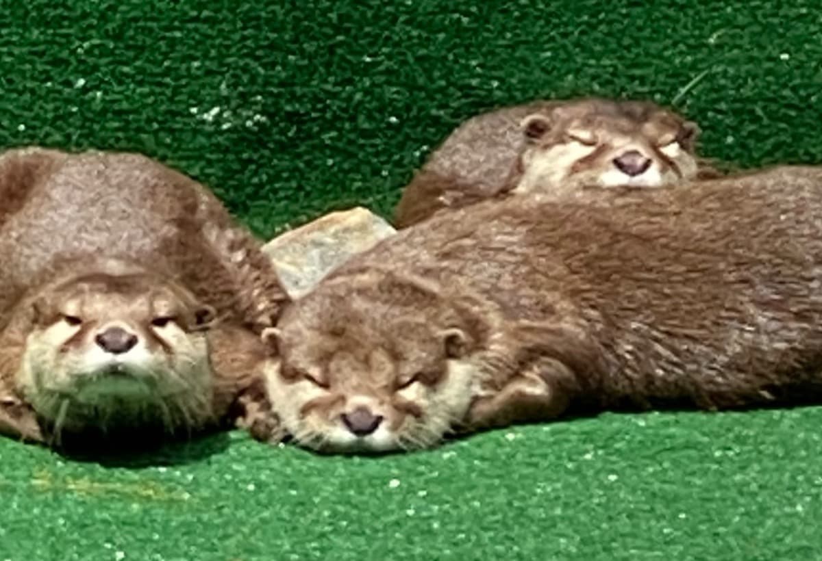 OtterHabitat