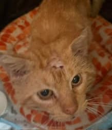 Help Jevy Get An Amputation & Feed 100's Of Homeless Animals